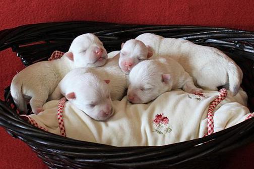 Newborn westies shop